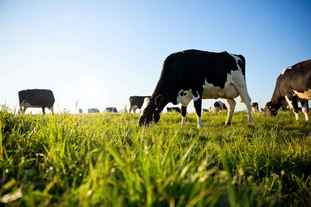 cow herd tracking