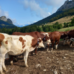 tracking-vaches-alpes-eco